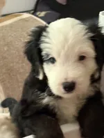 Apollo , a male Miniature Bernedoodle and Miniature Goldendoodle for sale in Mount Sinai, NY – 3 of 4