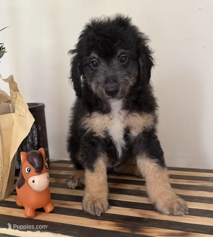 Sherman – Miniature Goldendoodle, Golden Mountain Doodle puppy for sale in Mount Sinai, NY