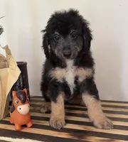 Sherman, a male Miniature Goldendoodle and Golden Mountain Doodle for sale in Mount Sinai, NY – 1 of 8