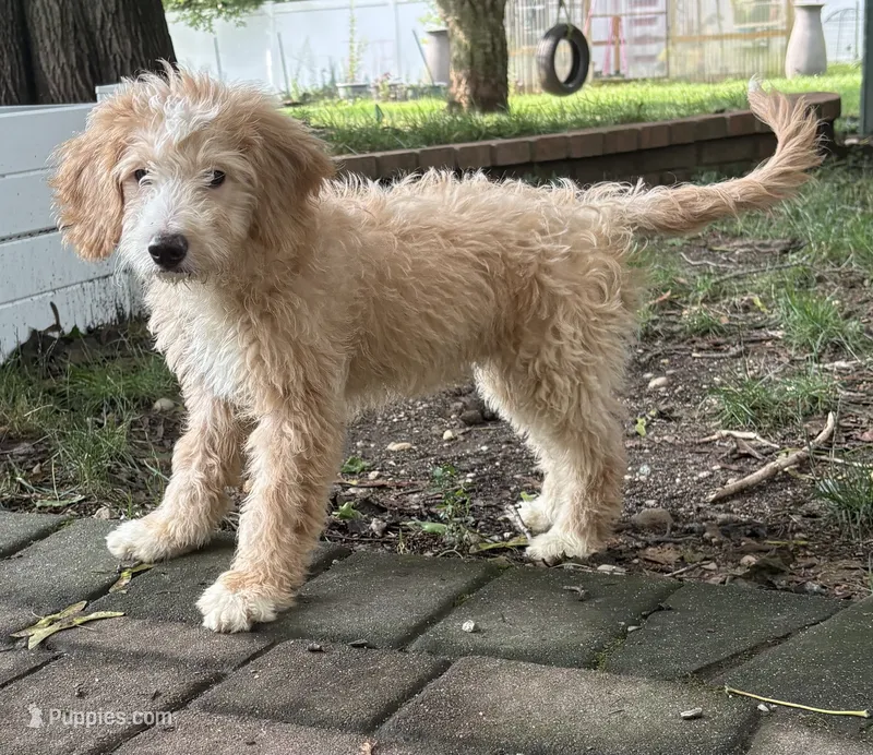 Nova – Miniature Bernedoodle, Miniature Goldendoodle puppy for sale in Mount Sinai, NY