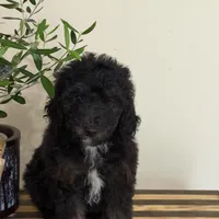 Khloe, a female Miniature Goldendoodle and Golden Mountain Doodle for sale in Mount Sinai, NY – 3 of 5