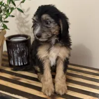 Charlie Bear, a male Miniature Bernedoodle and Golden Mountain Doodle for sale in Mount Sinai, NY – 2 of 4