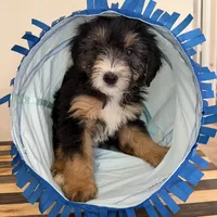 Chippies, a female Miniature Bernedoodle and Golden Mountain Doodle for sale in Mount Sinai, NY – 4 of 5