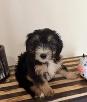 Chippies, a female Miniature Bernedoodle and Golden Mountain Doodle for sale in Mount Sinai, NY – 3 of 5