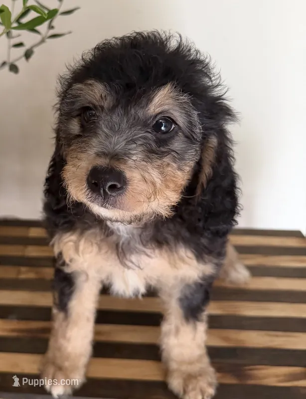 Bella – Miniature Bernedoodle, Golden Mountain Doodle puppy for sale in Mount Sinai, NY