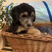 Charlie Bear, a male Miniature Bernedoodle and Golden Mountain Doodle for sale in Mount Sinai, NY – 3 of 4