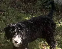 Pixie , a female Golden Mountain Doodle for sale in Mount Sinai, NY – 2 of 4