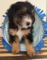 Chippies, a female Miniature Bernedoodle and Golden Mountain Doodle for sale in Mount Sinai, NY – 2 of 5