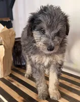 Lucy, a female Miniature Bernedoodle and Golden Mountain Doodle for sale in Mount Sinai, NY – 2 of 8