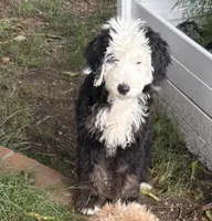 Apollo , a male Miniature Bernedoodle and Miniature Goldendoodle for sale in Mount Sinai, NY – 2 of 4
