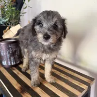 Lucy, a female Miniature Bernedoodle and Golden Mountain Doodle for sale in Mount Sinai, NY – 8 of 8