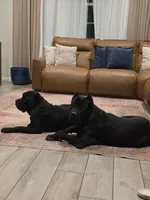 Beautiful Puppies, a male Cane Corso for sale in Grand Terrace, CA – Photo 2 of 4