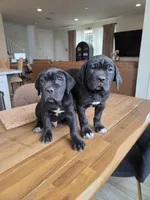 Beautiful Puppies, a male Cane Corso for sale in Grand Terrace, CA – Photo 1 of 4