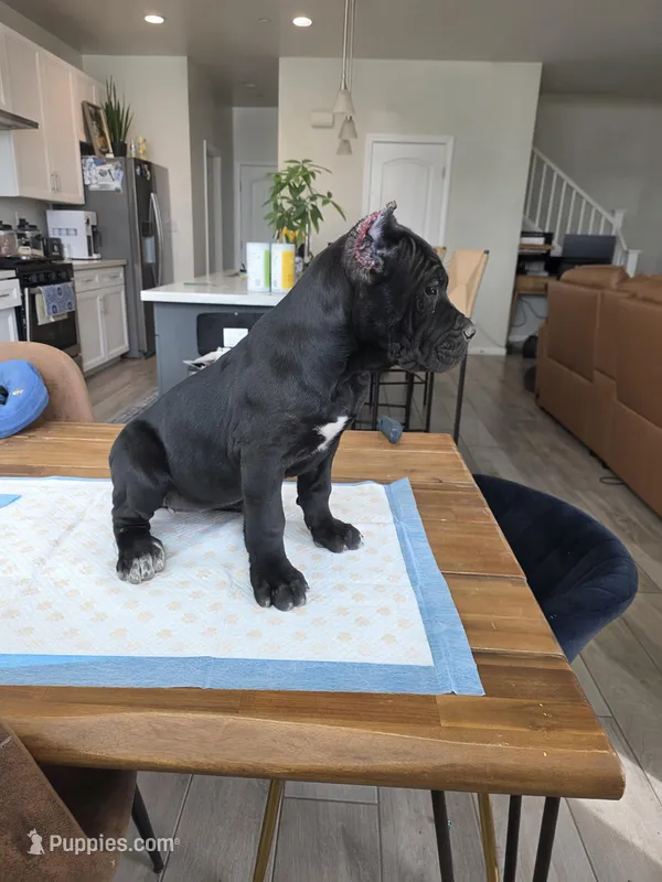 Beautiful Puppies 2 females left, a male Cane Corso for sale in Grand Terrace, CA – Photo 1 of 8