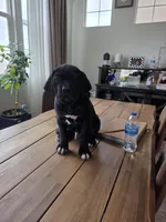 Beautiful Puppies, a male Cane Corso for sale in Grand Terrace, CA – Photo 4 of 4