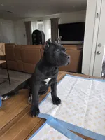 Beautiful Puppies 2 females left, a male Cane Corso for sale in Grand Terrace, CA – Photo 7 of 8