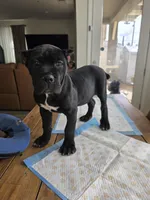Beautiful Puppies 2 females left, a male Cane Corso for sale in Grand Terrace, CA – Photo 8 of 8