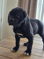 Beautiful Puppies, a male Cane Corso for sale in Grand Terrace, CA – Photo 3 of 4