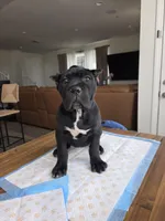 Beautiful Puppies 2 females left, a male Cane Corso for sale in Grand Terrace, CA – Photo 6 of 8