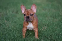 Browniee, a male French Bulldog for sale in Round Rock, TX – 2 of 4