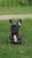 Bleu Dior, a female French Bulldog for sale in Round Rock, TX – 2 of 3