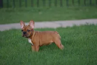 Browniee, a male French Bulldog for sale in Round Rock, TX – 3 of 4