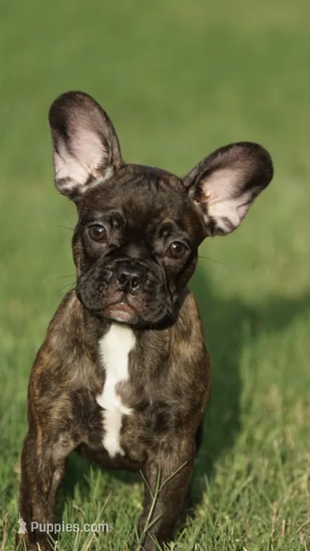 Chanel – French Bulldog puppy for sale in Round Rock, TX