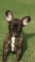 Chanel, a female French Bulldog for sale in Round Rock, TX – 1 of 4