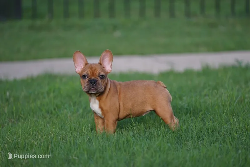 Browniee – French Bulldog puppy for sale in Round Rock, TX