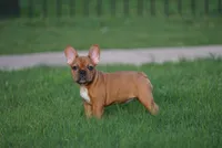 Browniee, a male French Bulldog for sale in Round Rock, TX – 1 of 4