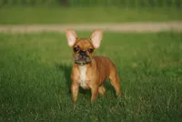 Tye Dye, a male French Bulldog for sale in Round Rock, TX – 4 of 4