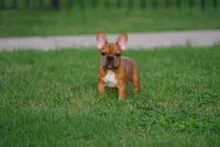 Browniee, a male French Bulldog for sale in Round Rock, TX – 4 of 4
