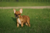 Tye Dye, a male French Bulldog for sale in Round Rock, TX – 2 of 4