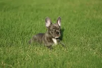 Mystique, a female French Bulldog for sale in Round Rock, TX – 2 of 2