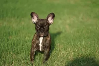 Chanel, a female French Bulldog for sale in Round Rock, TX – 3 of 4