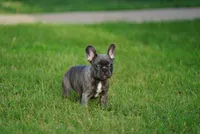 Bleu Dior, a female French Bulldog for sale in Round Rock, TX – 3 of 3