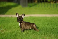 Chanel, a female French Bulldog for sale in Round Rock, TX – 2 of 4