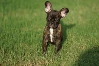 Chanel, a female French Bulldog for sale in Round Rock, TX – 4 of 4