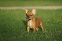 Tye Dye, a male French Bulldog for sale in Round Rock, TX – 3 of 4