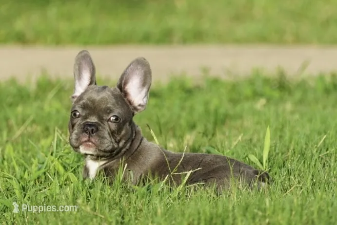 Mystique – French Bulldog puppy for sale in Round Rock, TX