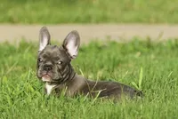 Mystique, a female French Bulldog for sale in Round Rock, TX – 1 of 2