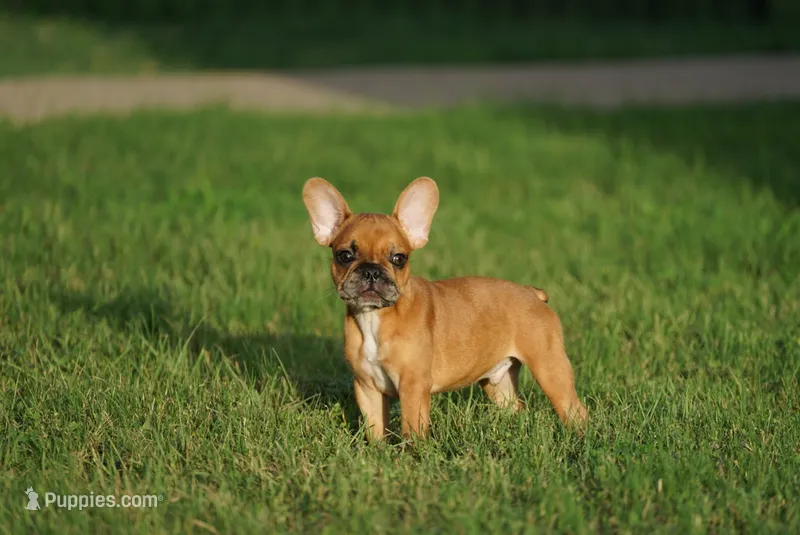 Tye Dye – French Bulldog puppy for sale in Round Rock, TX