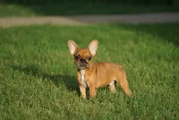 Tye Dye, a male French Bulldog for sale in Round Rock, TX – 1 of 4