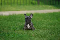 Bleu Dior, a female French Bulldog for sale in Round Rock, TX – 1 of 3