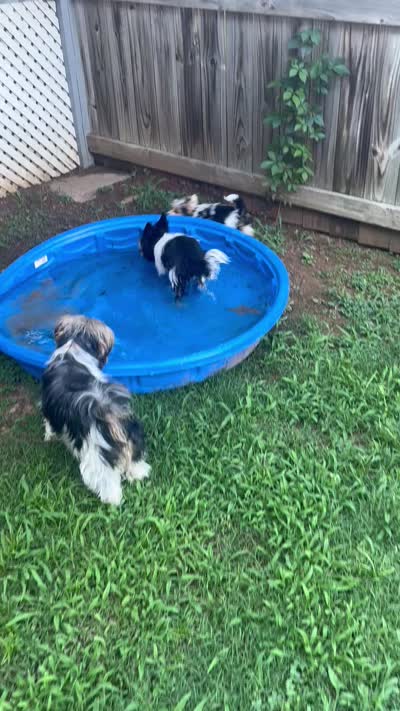 Duke, a male Biewer for sale in Raleigh, NC – 5 of 5