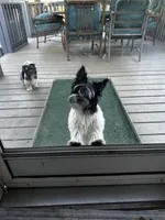 Duke, a male Biewer for sale in Raleigh, NC – 4 of 5