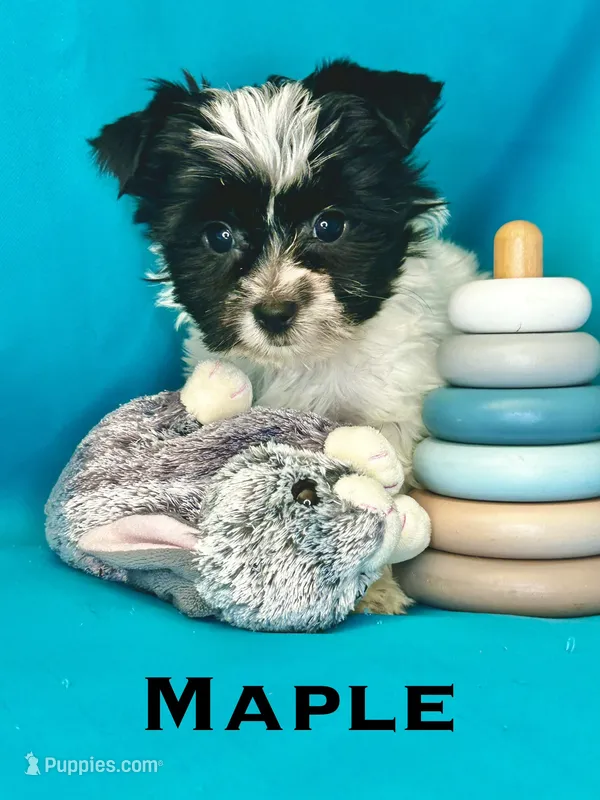 Maple – Biewer puppy for sale in Raleigh, NC