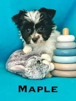 Maple, a female Biewer for sale in Raleigh, NC – 1 of 1