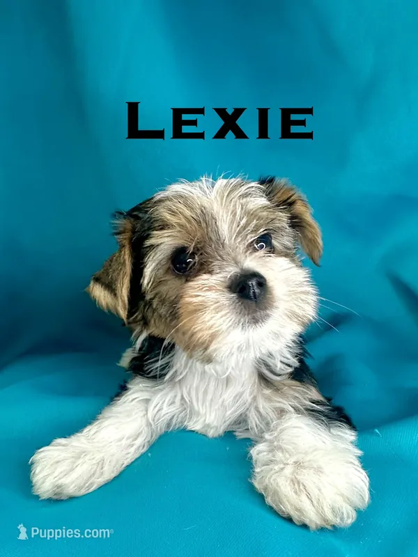 Lexie – Biewer puppy for sale in Raleigh, NC