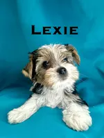 Lexie, a female Biewer for sale in Raleigh, NC – 1 of 1